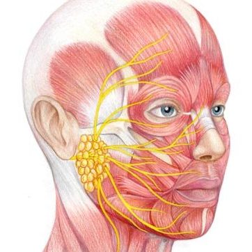 Parotidectomy: What Patients Need to Know About Parotid Gland Surgery in Head & Neck Cancer
