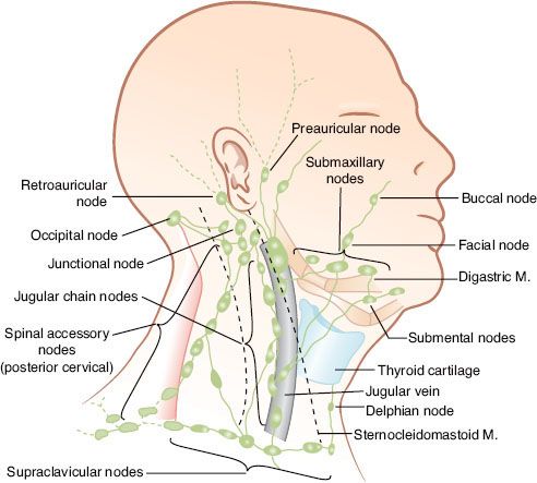 Neck Dissection: What Patients Need to Know About Lymph Node Removal Surgery in Head & Neck Cancer